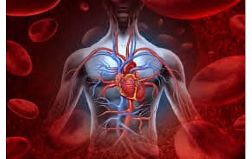 Энелбин ретард: решение для сосудистых заболеваний